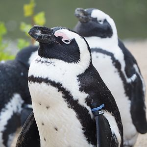 African penguin (Spheniscus demersus), 2022-09-15