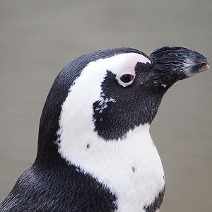 African penguin (Spheniscus demersus), 2022-09-15