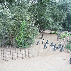 African penguin beach with penguins in separated zone, 2022-09-15