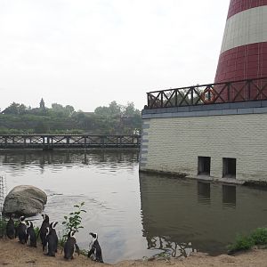 African penguins on beach and base of lighthouse with harbor seal holding areas, 2022-09-15
