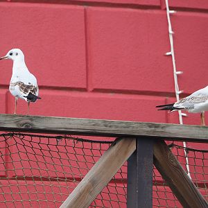 Wild subadult Black-headed gulls (Chroicocephalus ridibundus), 2022-09-15