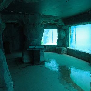 Cape fur seal underwater viewing area, 2022-09-15