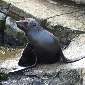 Female Cape fur seal (Arctocephalus pusillus pusillus), 2022-09-15