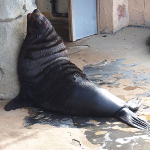 Male Cape fur seal (Arctocephalus pusillus pusillus), 2022-09-15
