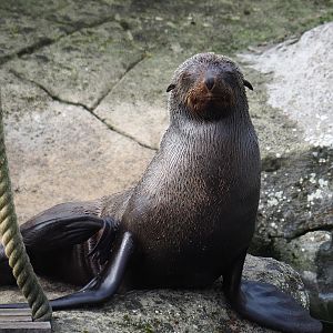 Female Cape fur seal (Arctocephalus pusillus pusillus), 2022-09-15