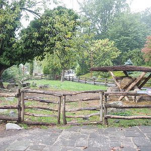 Angora goat paddock, 2022-09-15