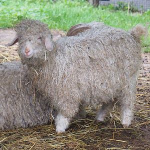 Angora goat (Capra hircus), 2022-09-15