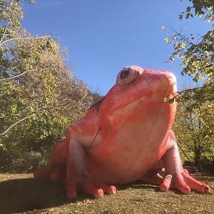 Giant Inflatable Tomato Frog