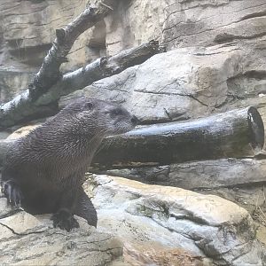 North American River Otter