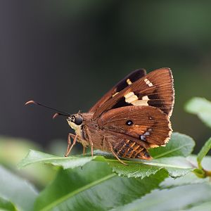 Splendid Ochre (Trapezites symmomus)