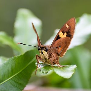 Splendid Ochre (Trapezites symmomus)