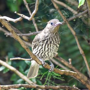 Australasian Figbird