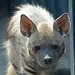 Striped Hyaena - Wildkatzenzentrum Felidae 2022