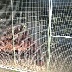 Dyrenes Verden - Tragopan/parakeet aviary