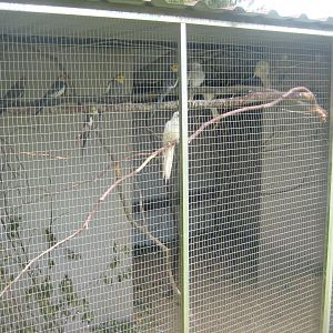 Dyrenes Verden - Cockatiel aviary