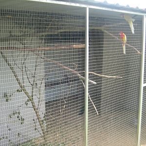 Dyrenes Verden - Rosella aviary #1