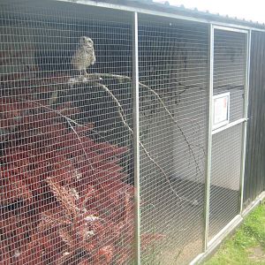 Dyrenes Verden - Owl aviary #2