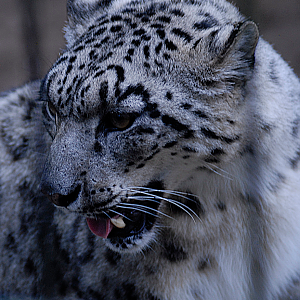 Snow Leopard - Wildkatzenzentrum Felidae 2022