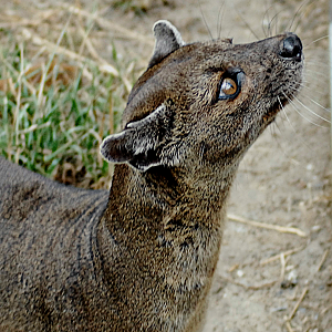 Fossa - Wildkatzenzentrum Felidae 2022
