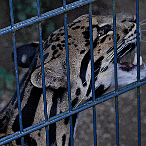 Clouded Leopard - Wildkatzenzentrum Felidae