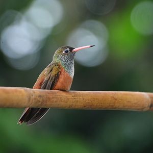 Emerald hummingbird (Amazilia amazilia amazilia)