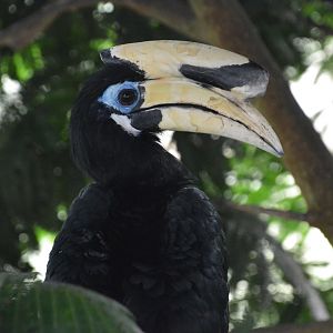 Southern pied hornbill (Anthracoceros albirostris convexus)
