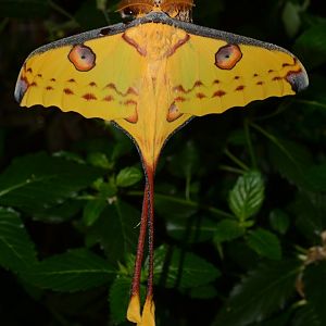 Comet moth (Argema mittrei)