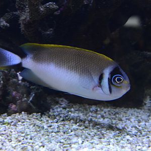 Japanese swallow angelfish (Genicanthus semifasciatus)