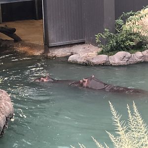 Hippo