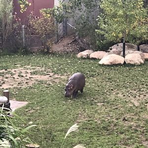Hippo