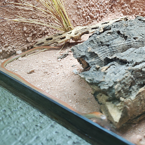 Snake ID? - Phoenix Zoo (2020)