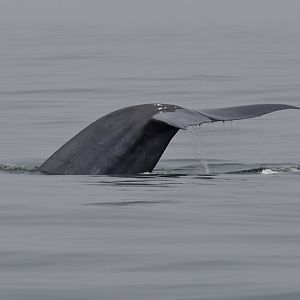 Blue whale, tailstock and flukes
