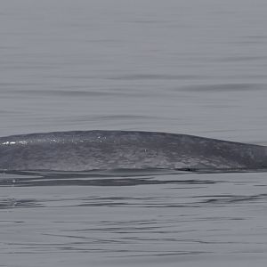 Blue whale, back and dorsal fin