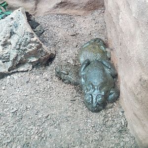 Frog ID confirmation (Sonoran + Woodhouse's Toad?) - Phoenix Zoo (2020)