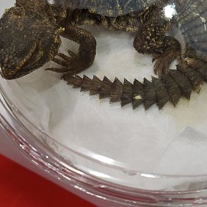 Uromastyx ID