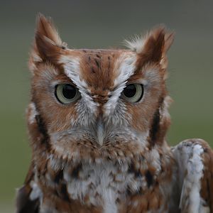 Weasley - Eastern screech owl