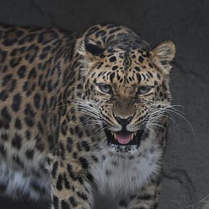 Lisa - Amur leopard