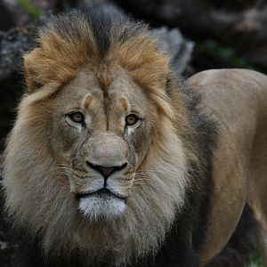 Titus - African lion