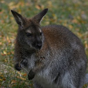 Bennett's wallaby joey