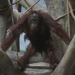 Kecil - Bornean orangutan