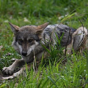 Joe Junior - 5-month-old Mexican grey wolf
