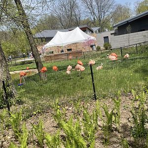 Flamingo Exhibit (5/2/21)