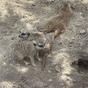 Meerkats (5/2/21)
