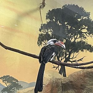 Von der Decken’s Hornbill (5/2/21)