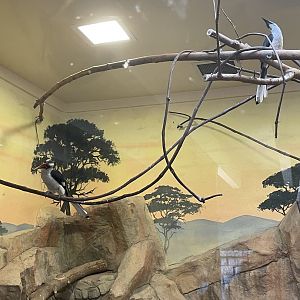 Hornbill Pair (5/2/21)