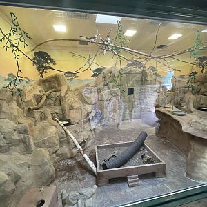 Hornbill and Meerkat Exhibit (5/2/21) to