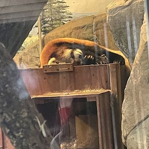 Red Panda (5/2/21)