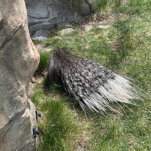 Indian Crested Porcupine (5/2/21)
