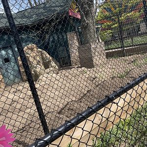 Outdoor Aardvark Exhibit (5/2/21)