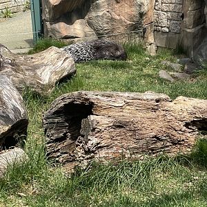 Indian Crested Porcupine Exhibit (5/2/21)